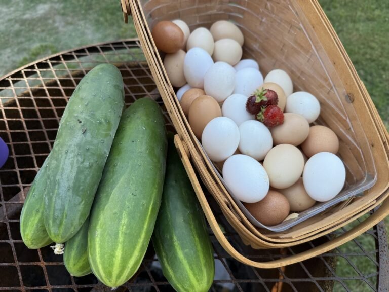 Fresh garden produce and farm eggs