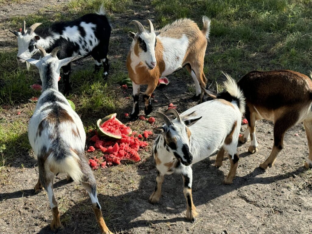 The goats enjoying a watermelon treat