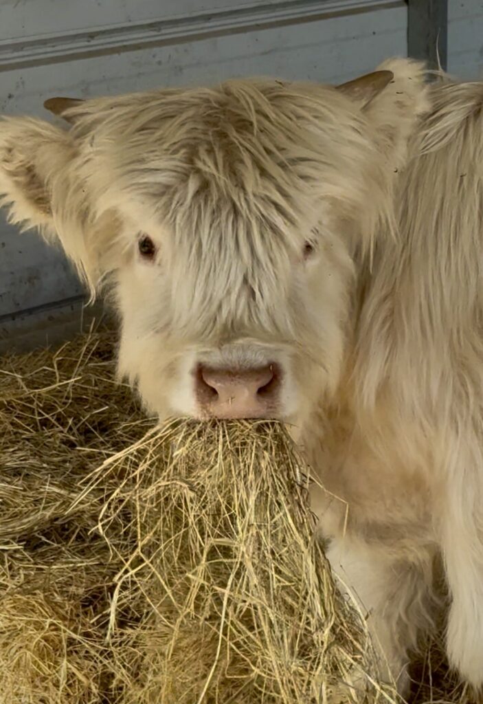 Titan, the white Highland bull calf