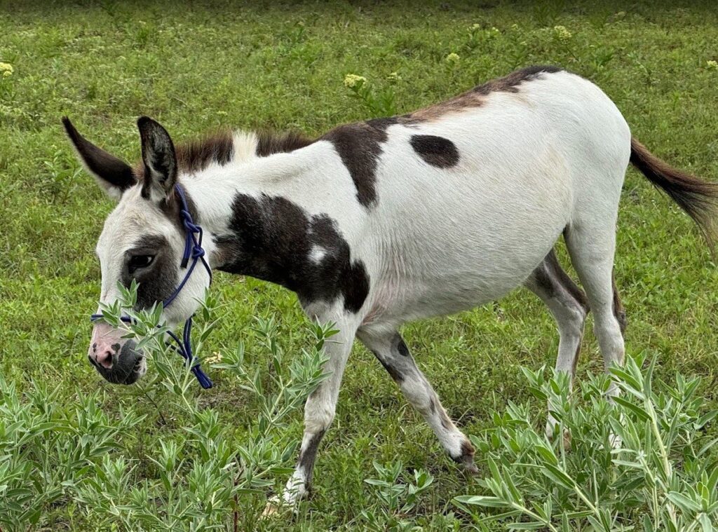 Wendy, the miniature donkey